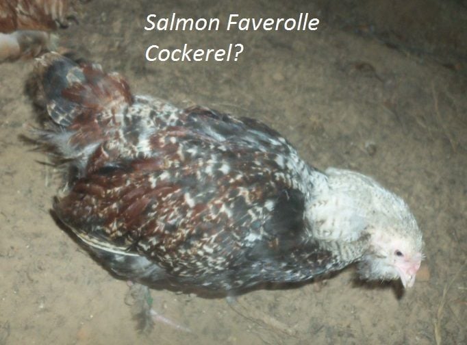3 Salmon Faverolles Cockerel or Pullet? BackYard Chickens Learn