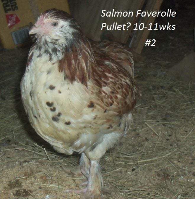 3 Salmon Faverolles Cockerel or Pullet? BackYard Chickens Learn