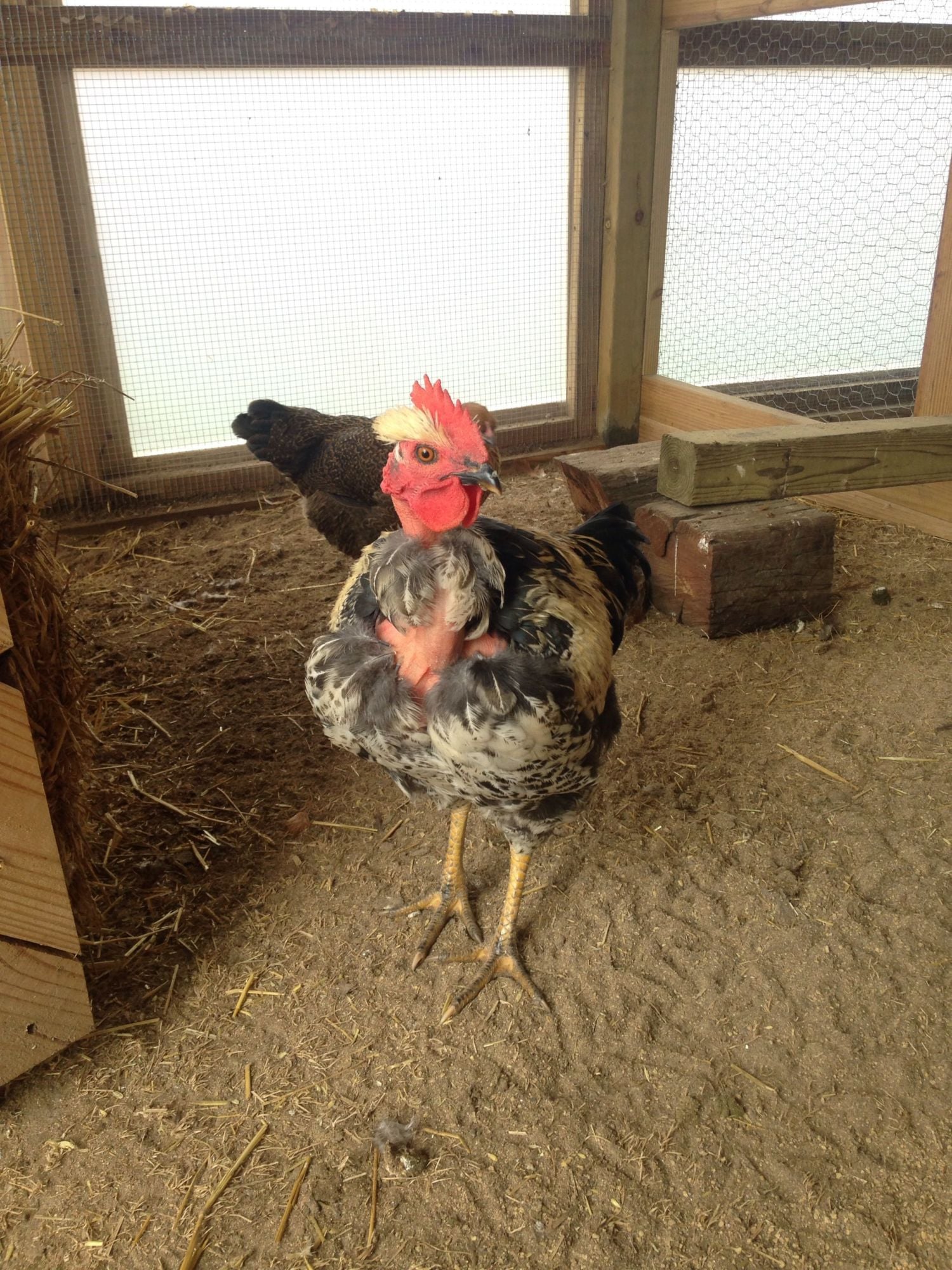 6 week old Turken chick. Pullet or Roo? BackYard Chickens Learn How