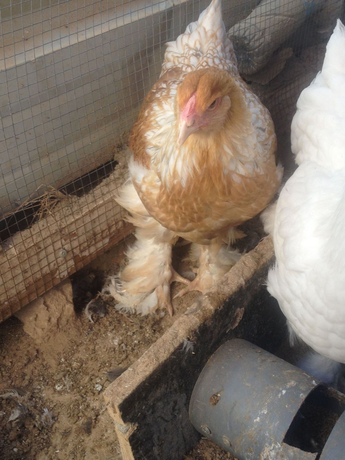 is this brahma male or female? BackYard Chickens Learn How to Raise