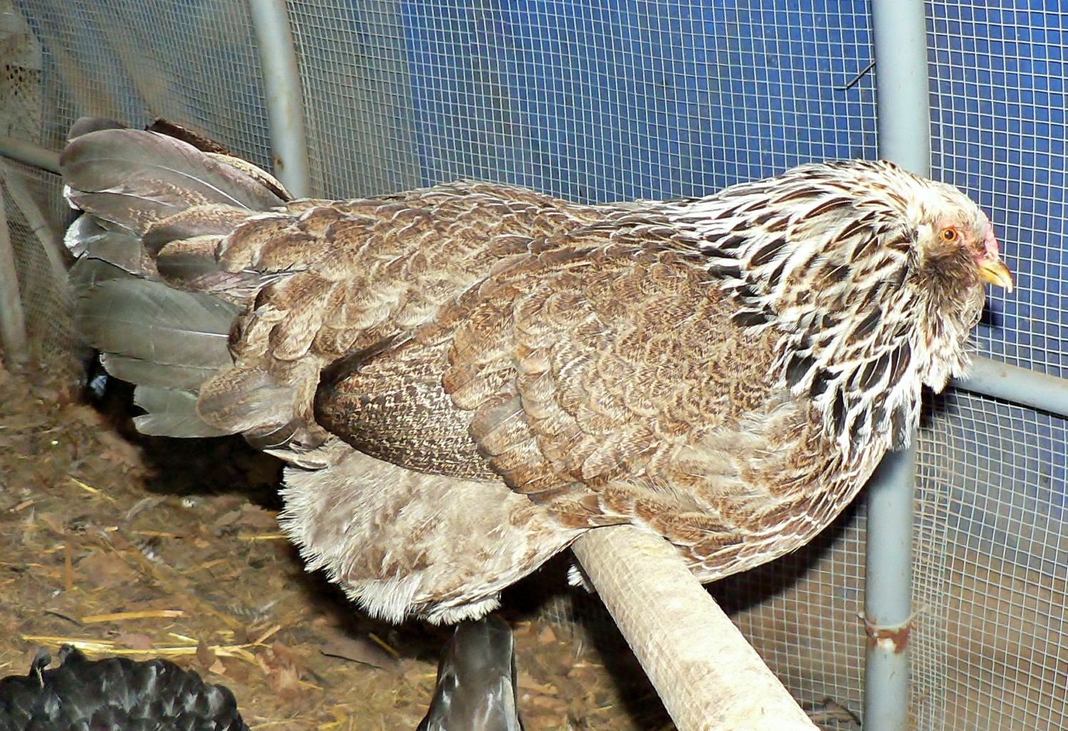 LL