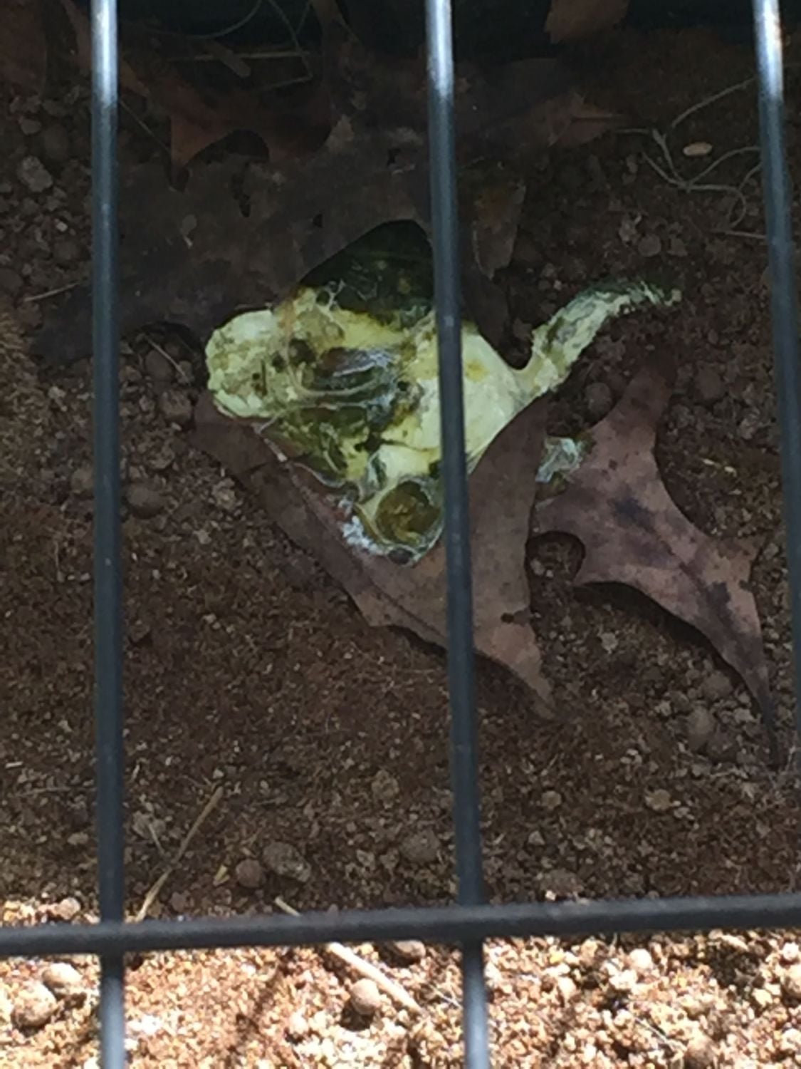 Yellow and white watery droppings BackYard Chickens Learn How to