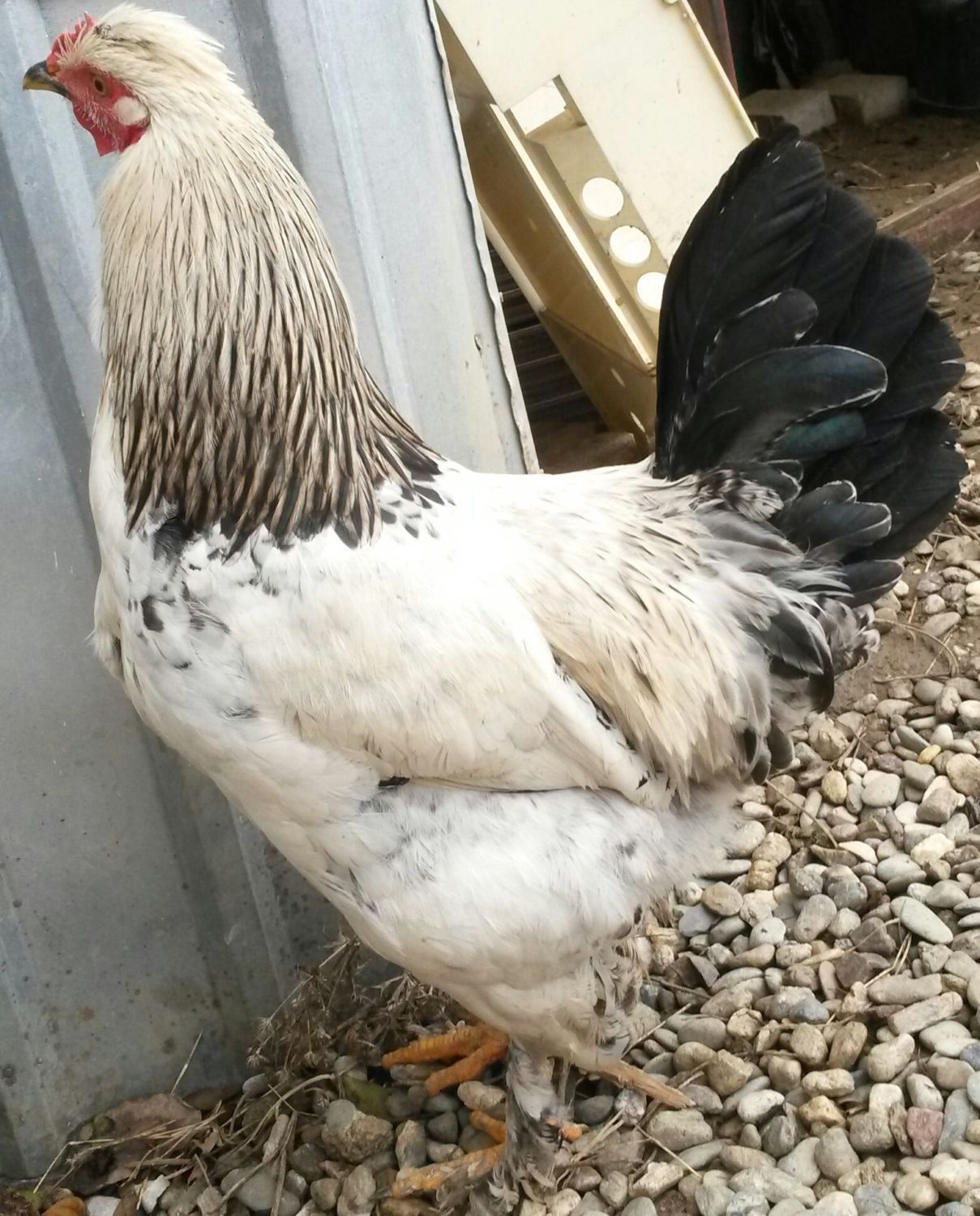 Stock photo of Light brahma hen and rooster, France.. Available for sale on