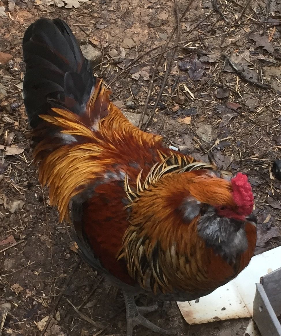 Judge my Blue Wheaten Ameraucana rooster | BackYard Chickens - Learn How to  Raise Chickens