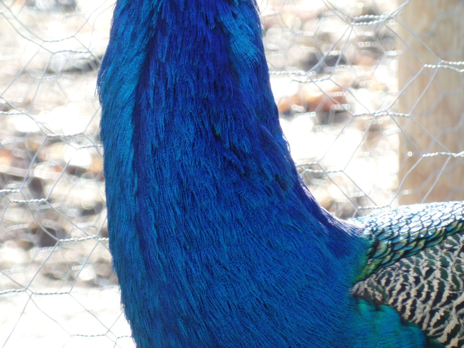 LL