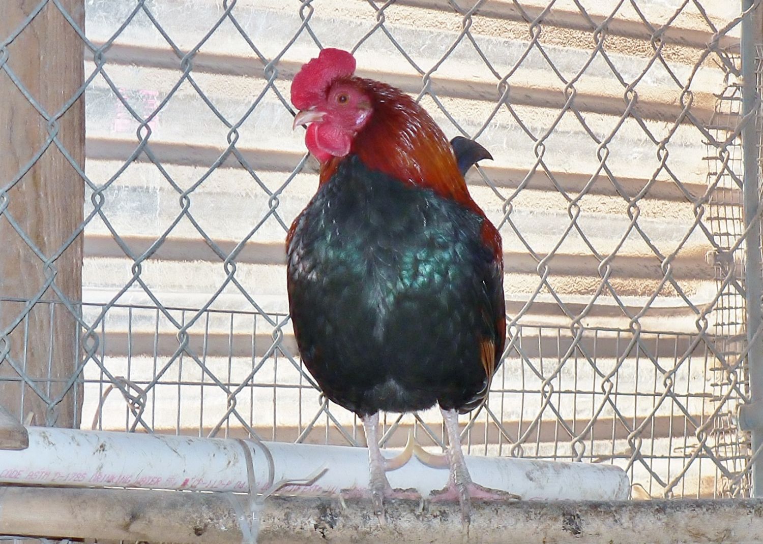 LL