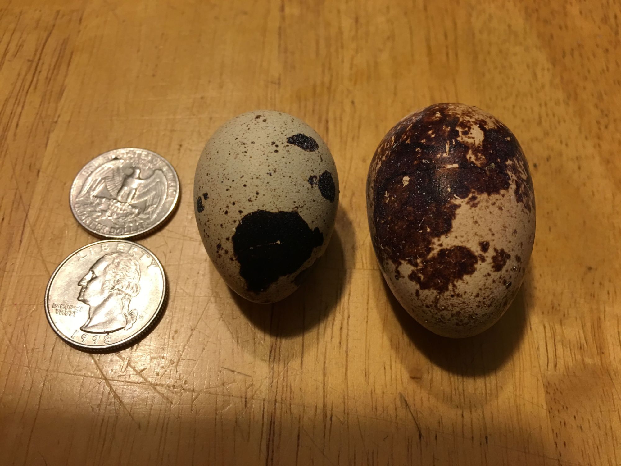 Large quail egg BackYard Chickens Learn How to Raise Chickens