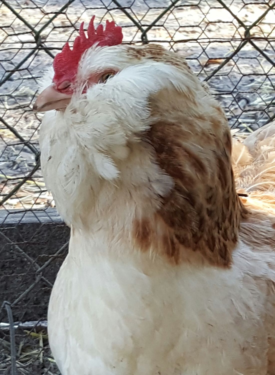 LL