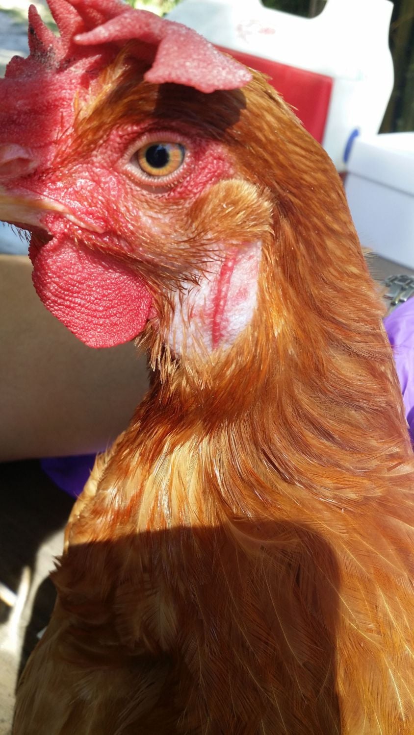 Buff Orp has a lump under her ear! BackYard Chickens Learn How to
