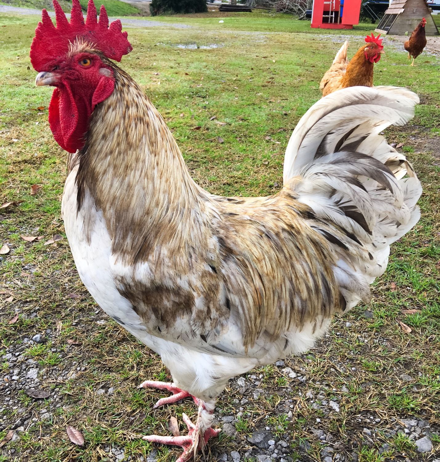 Splash Maran? | BackYard Chickens - Learn How to Raise Chickens
