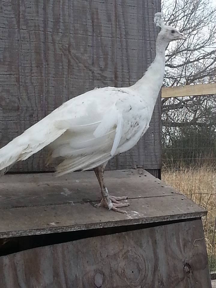 Please Help Is My White Peafowl A Male Or Female Backyard Chickens Learn How To Raise Chickens