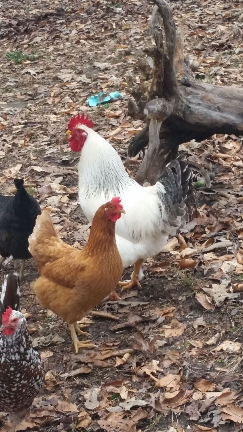 Light Brahma Hen or Rooster  BackYard Chickens - Learn How to