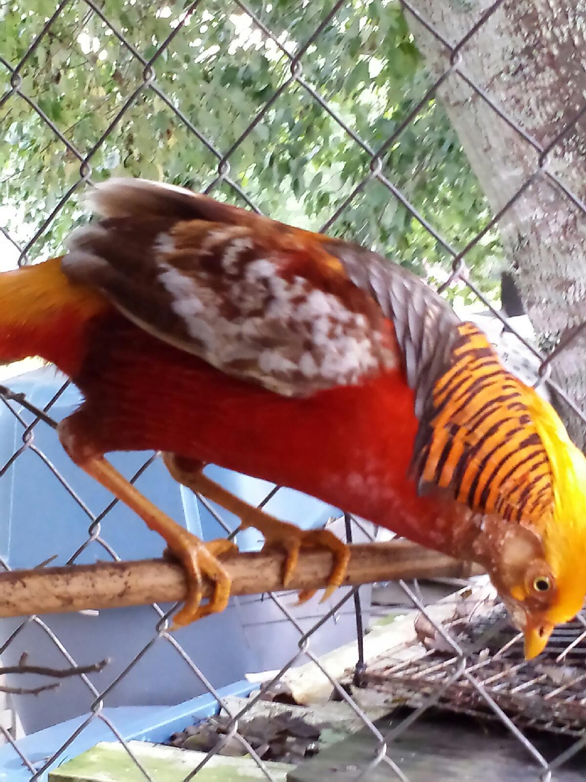 Cinnamon splash pheasant males for sale. | BackYard Chickens - Learn How to  Raise Chickens