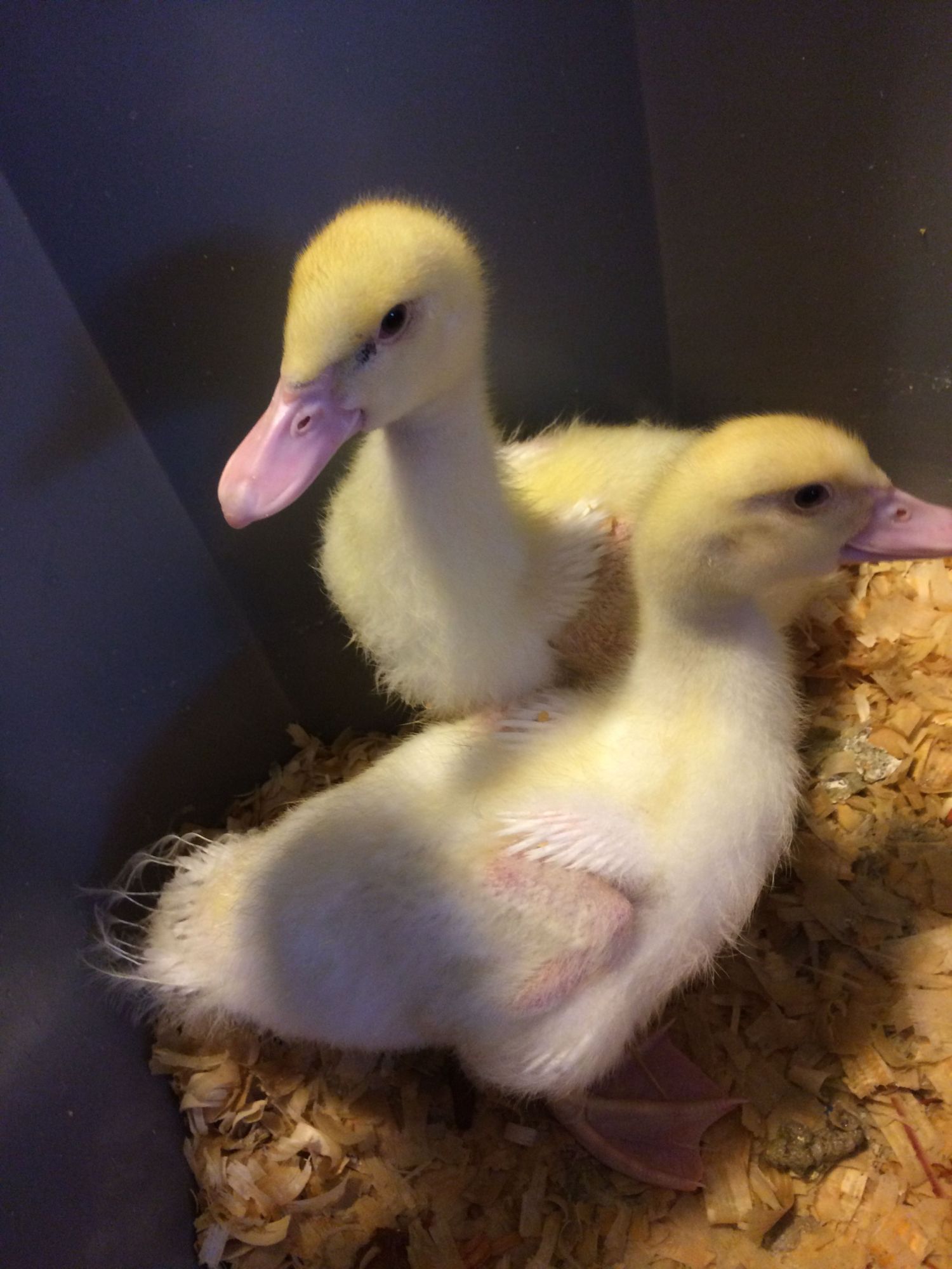 White Muscovy vs Peking Ducklings BackYard Chickens Learn How to