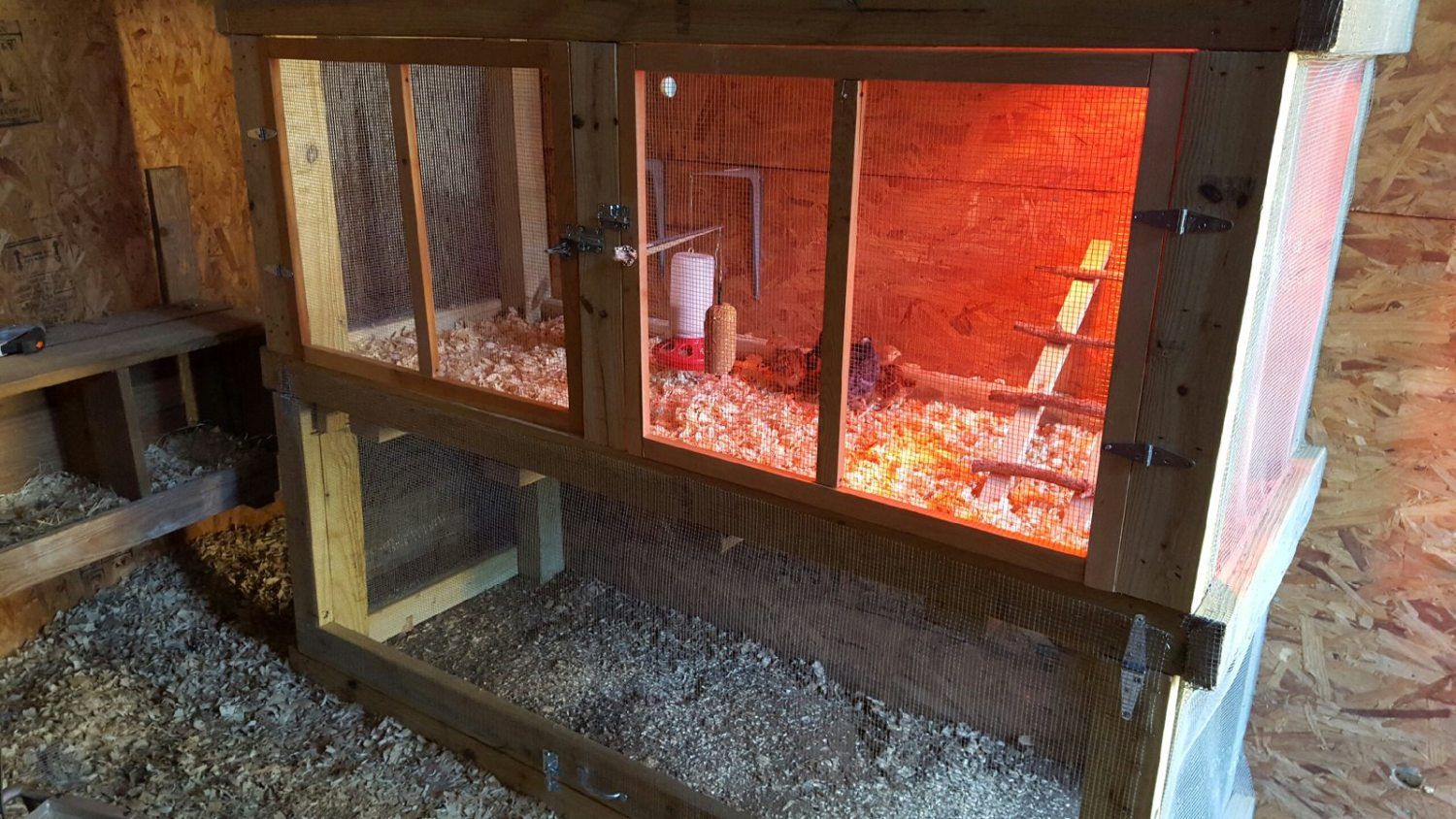 First Chicken Brooder! BackYard Chickens