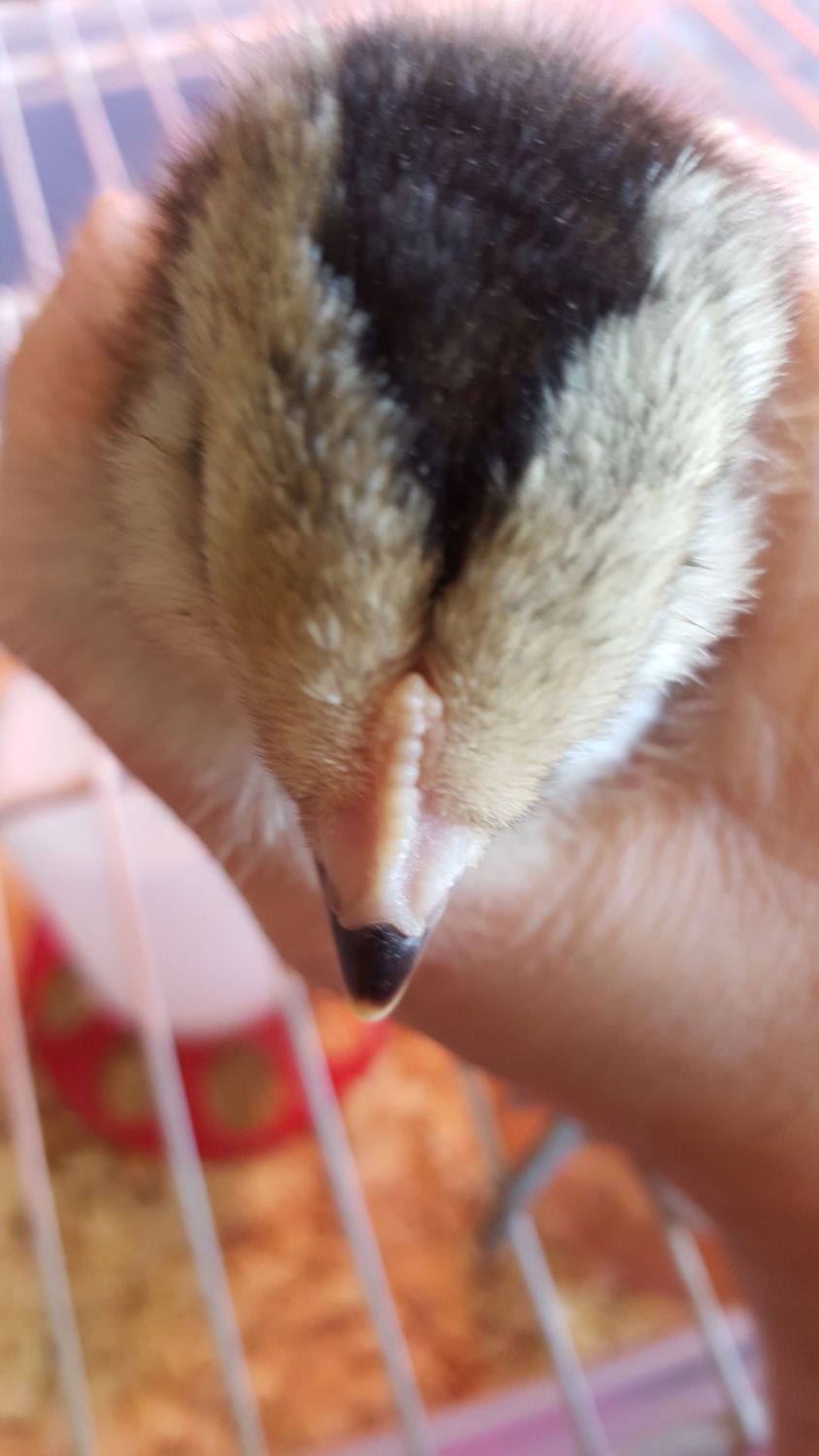 Is my easter egger pullet actually a boy? BackYard Chickens Learn