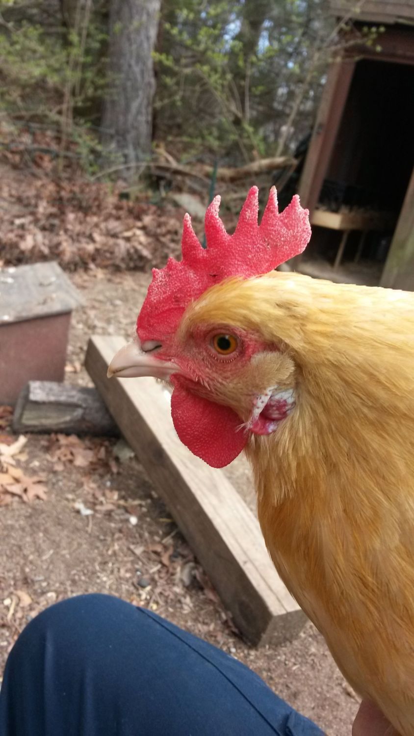 bleaching? fungus? BackYard Chickens Learn How to Raise Chickens