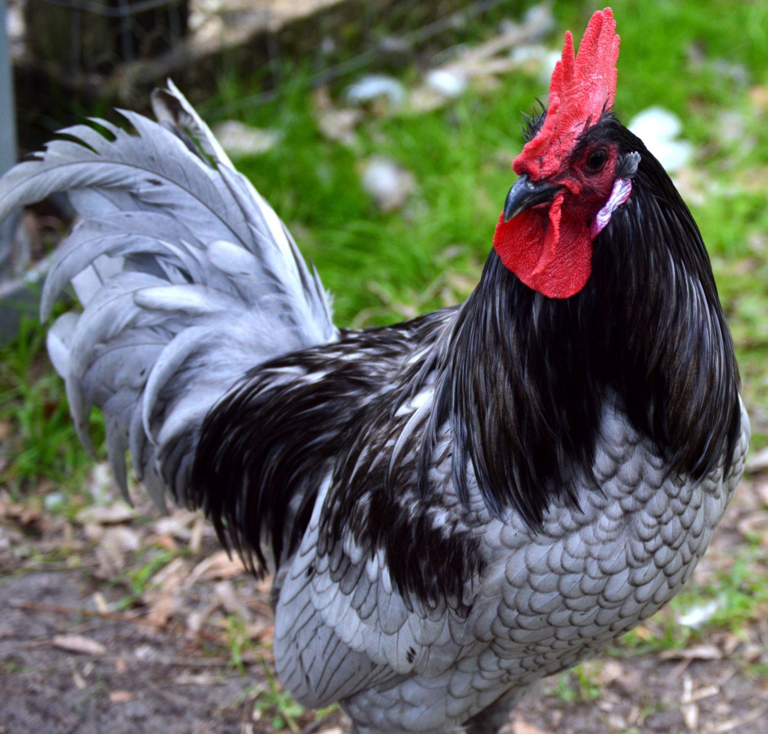 I Have One Blue Andalusian Rooster For Sale Backyard Chickens Learn How To Raise Chickens