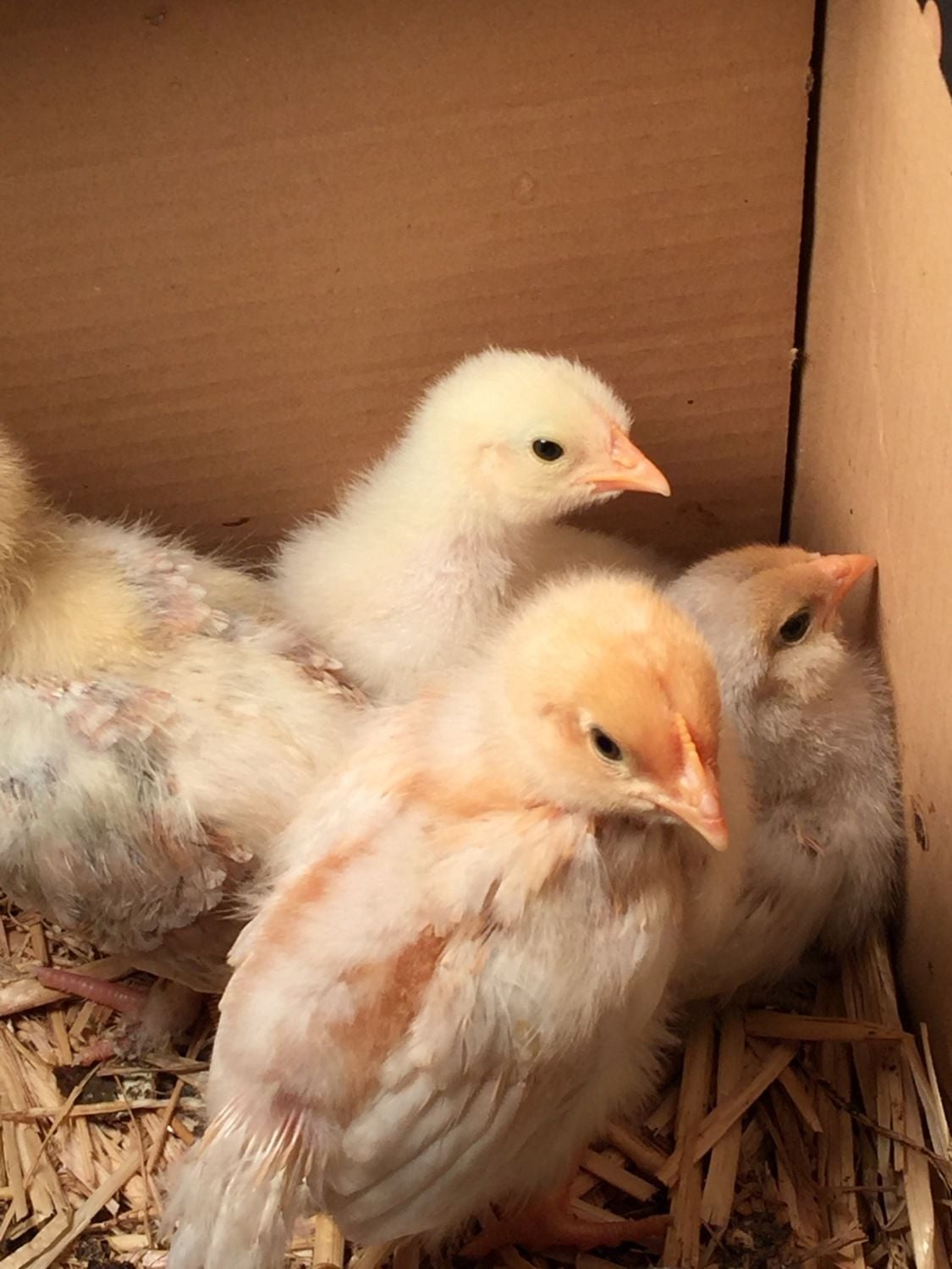 Baby Chicks 2 weeks Salmon Faverolle sexing BackYard Chickens