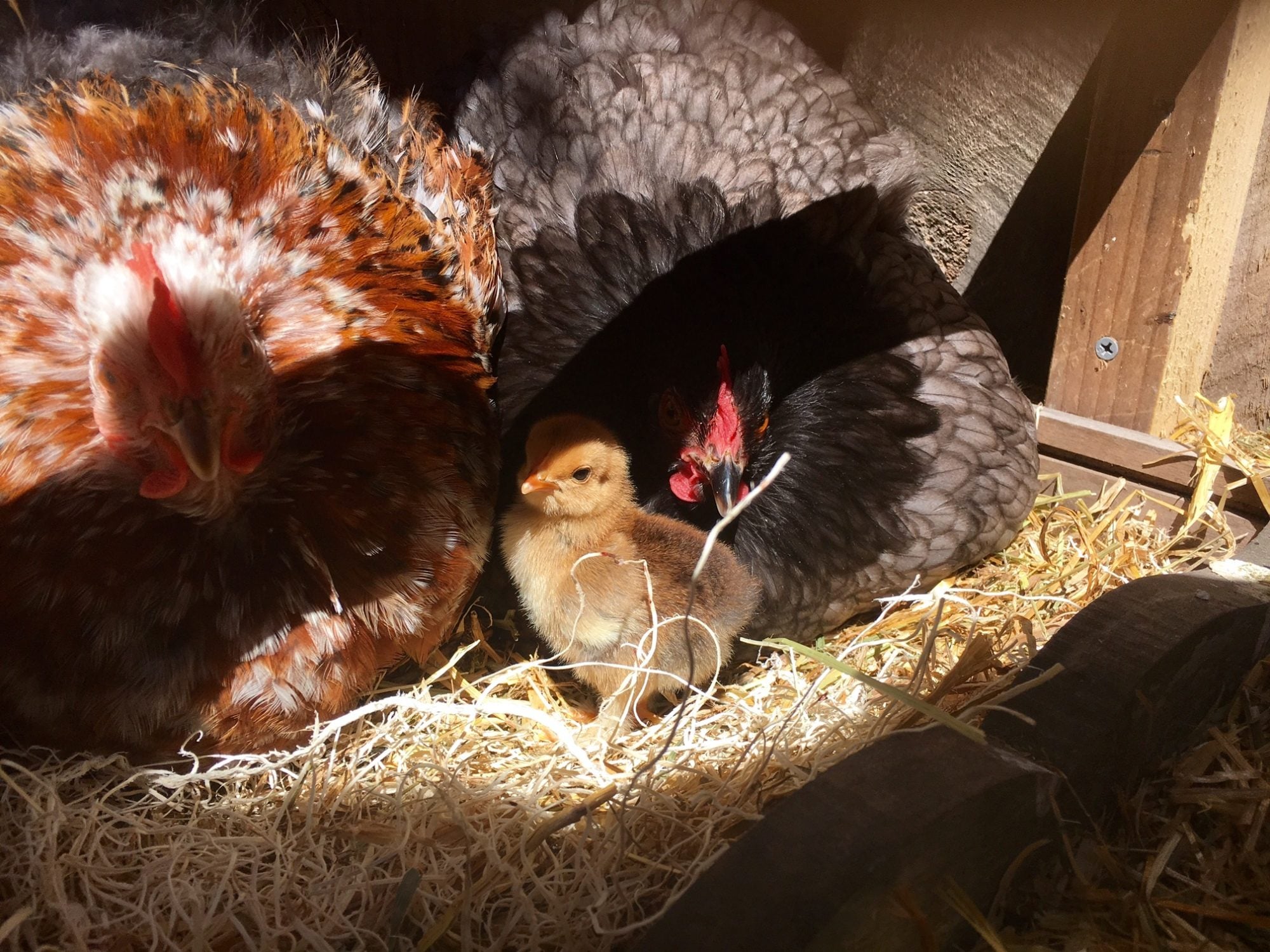 Two Broody Hens Together Page 2 BackYard Chickens Learn How to