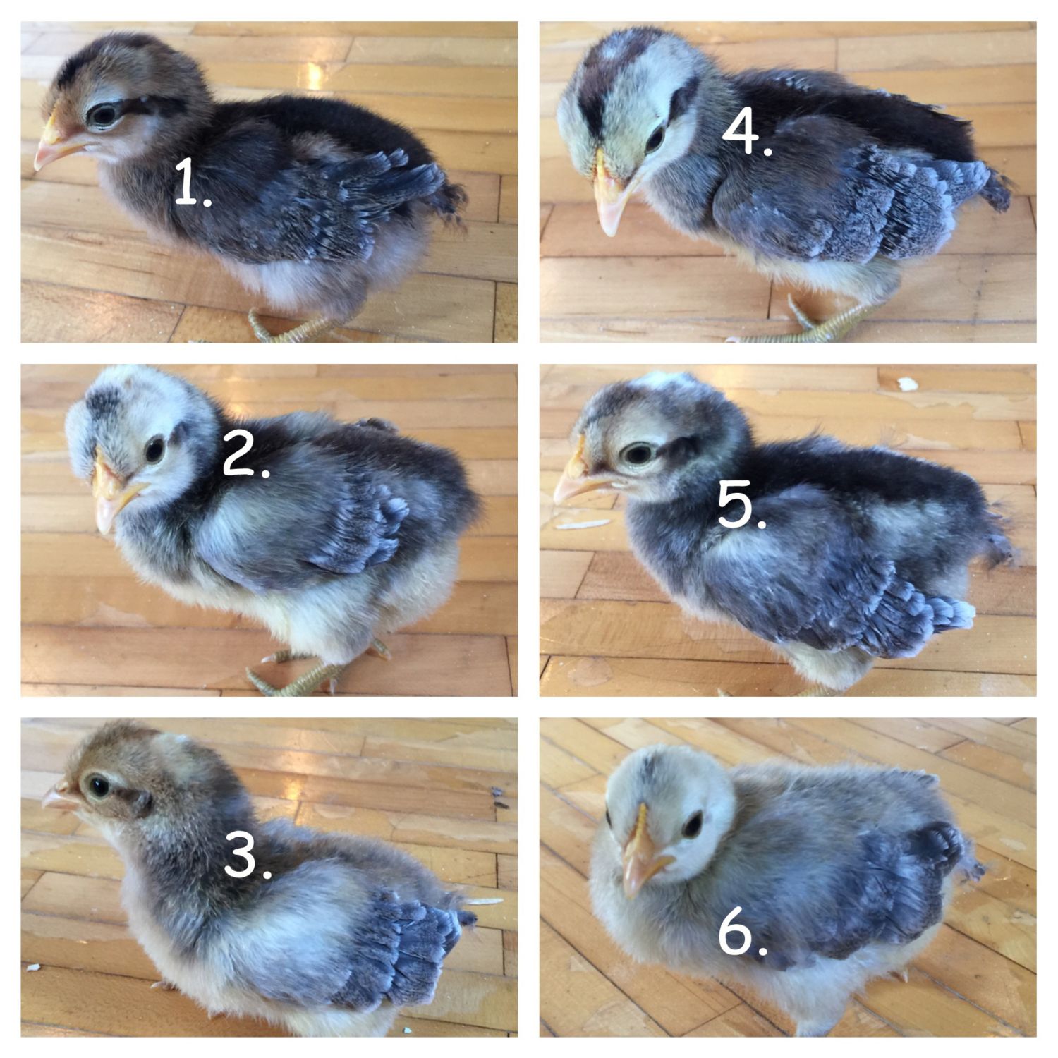 Crested Cream Legbar Sexing (Jill Rees) BackYard Chickens Learn How