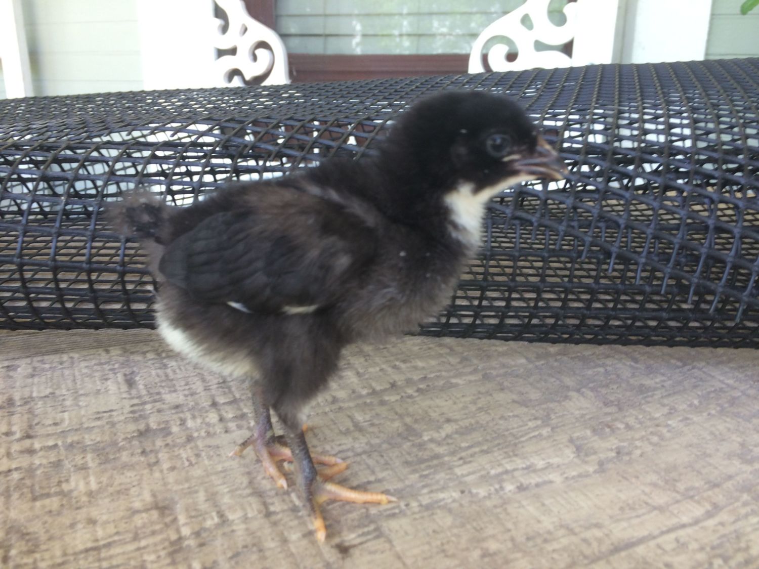 Black Asian Sex Link Pullet Or Roo Backyard Chickens Learn How