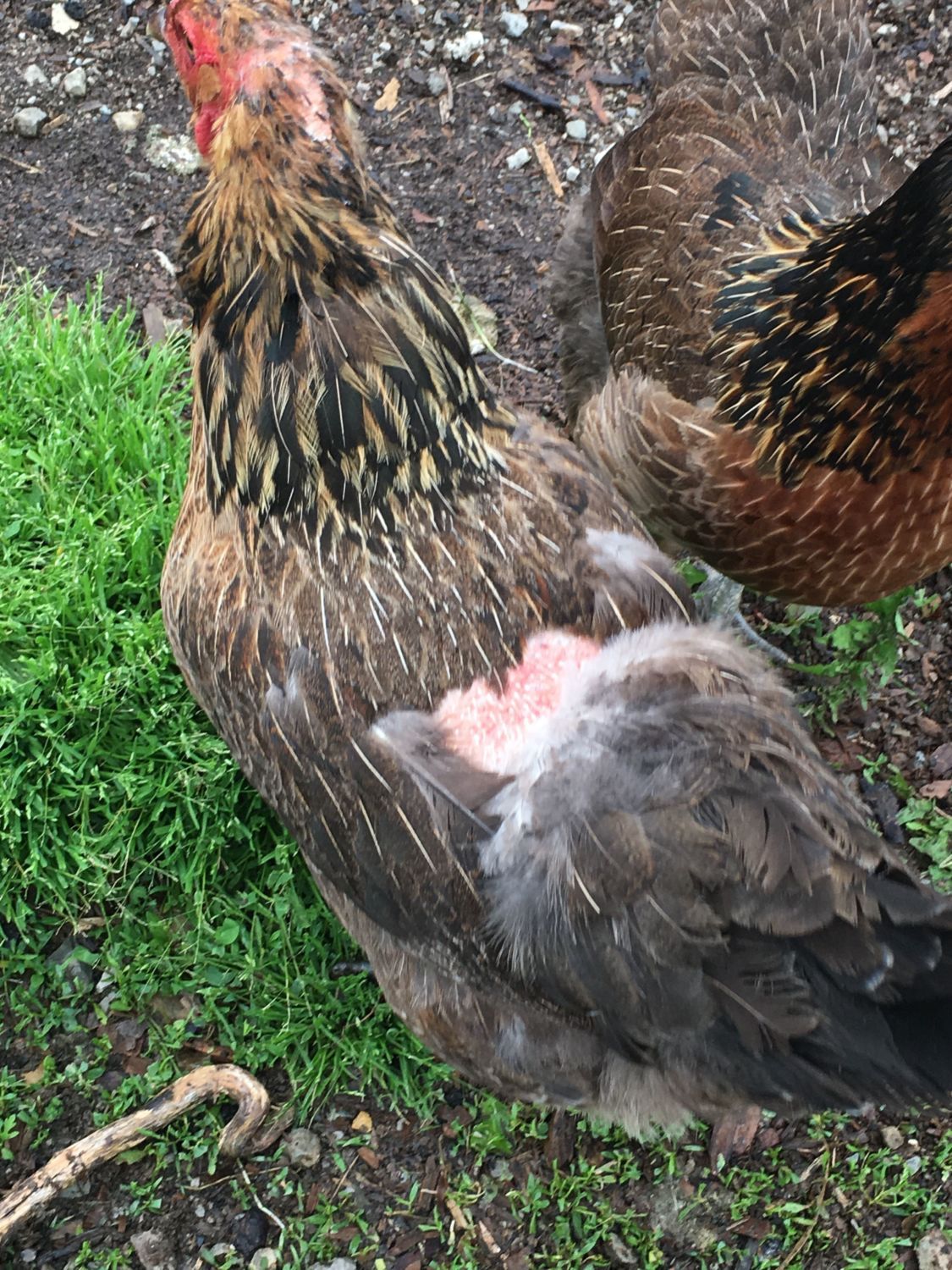 Feather damage  BackYard Chickens - Learn How to Raise Chickens