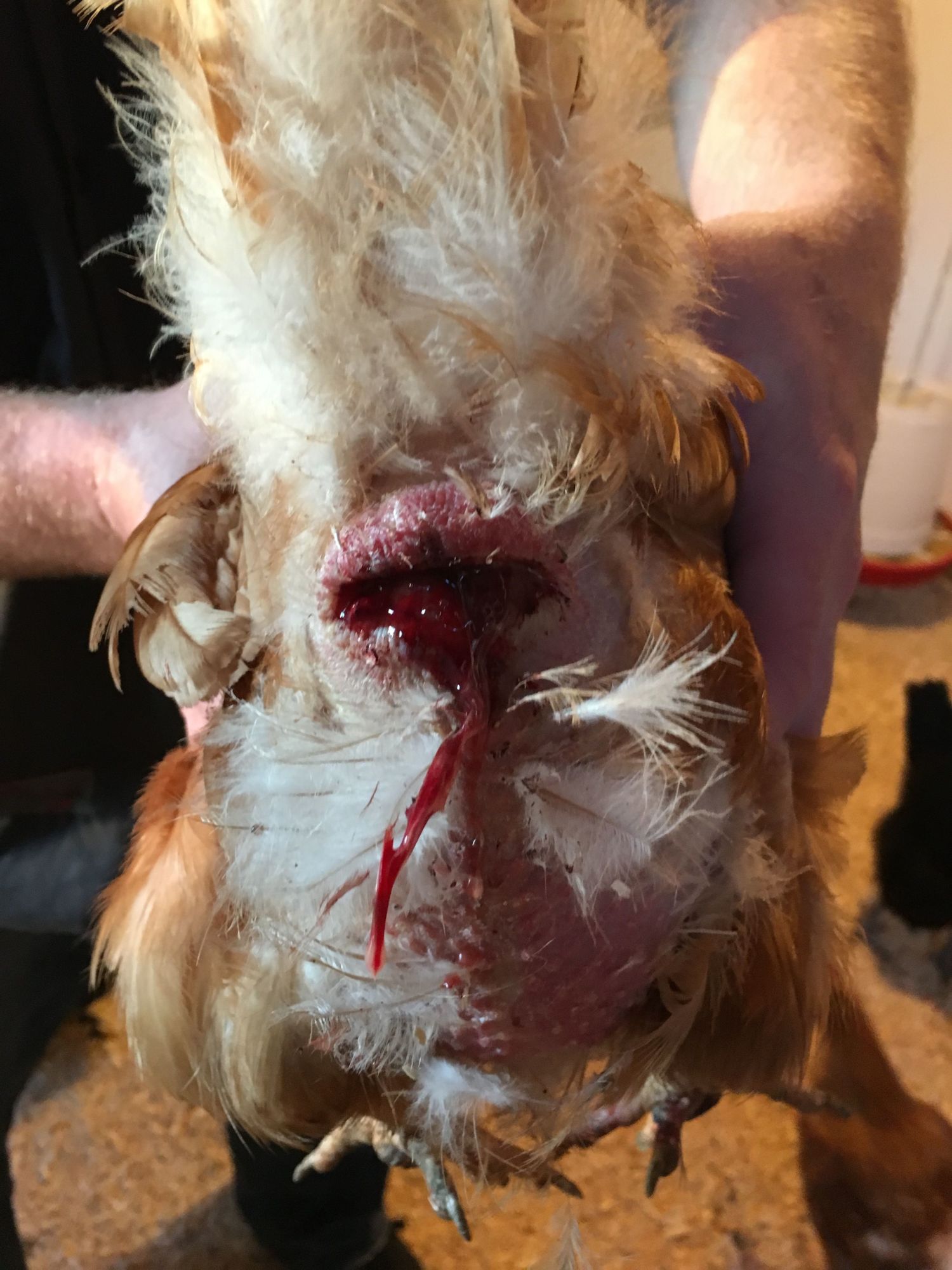 Help Bloody Rear End Backyard Chickens