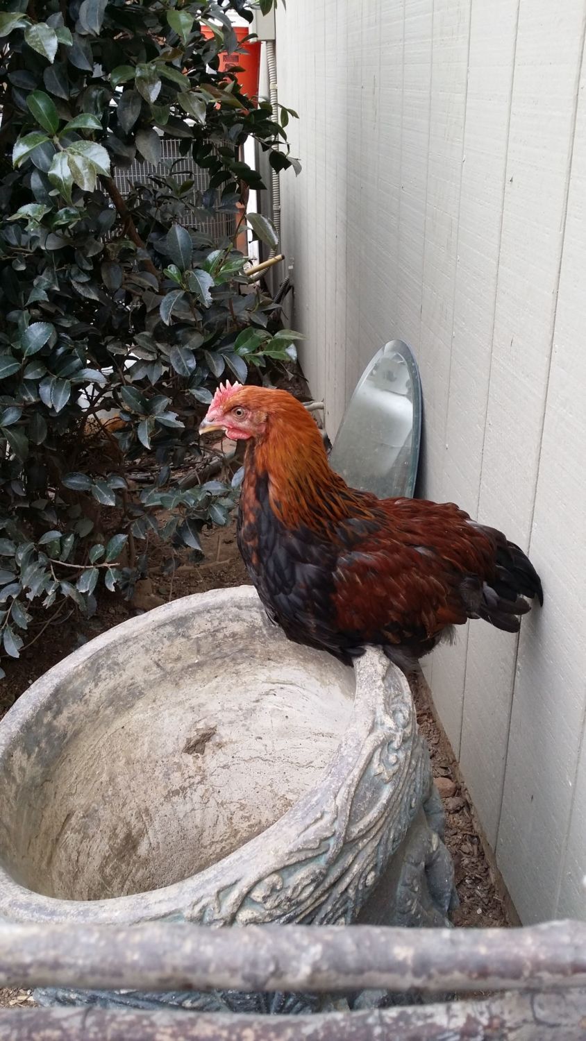 Is this 3 month old Welsummer a roo? | BackYard Chickens ...