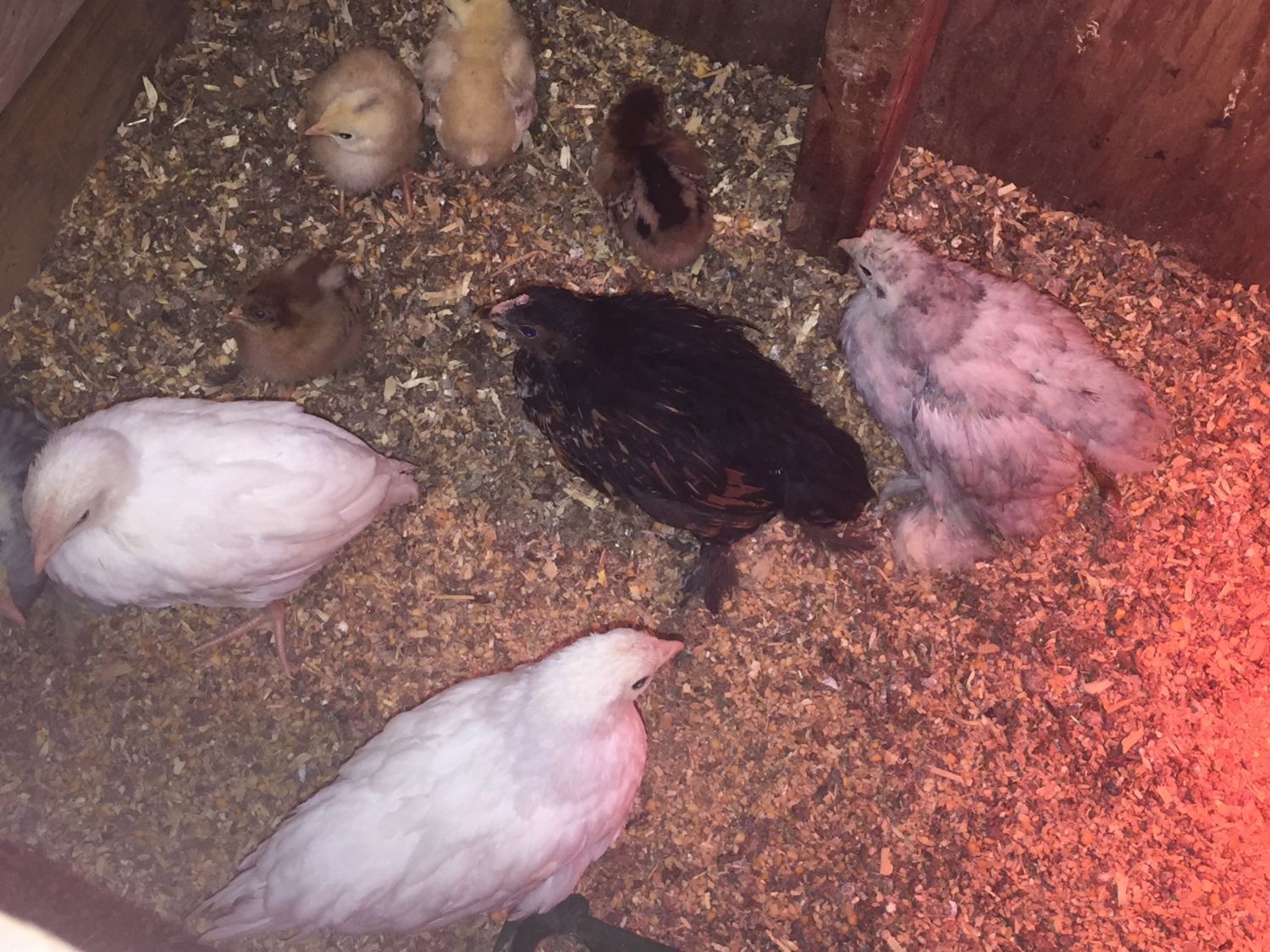 Golden laced Cochin Hen or roo? | BackYard Chickens - Learn How to ...