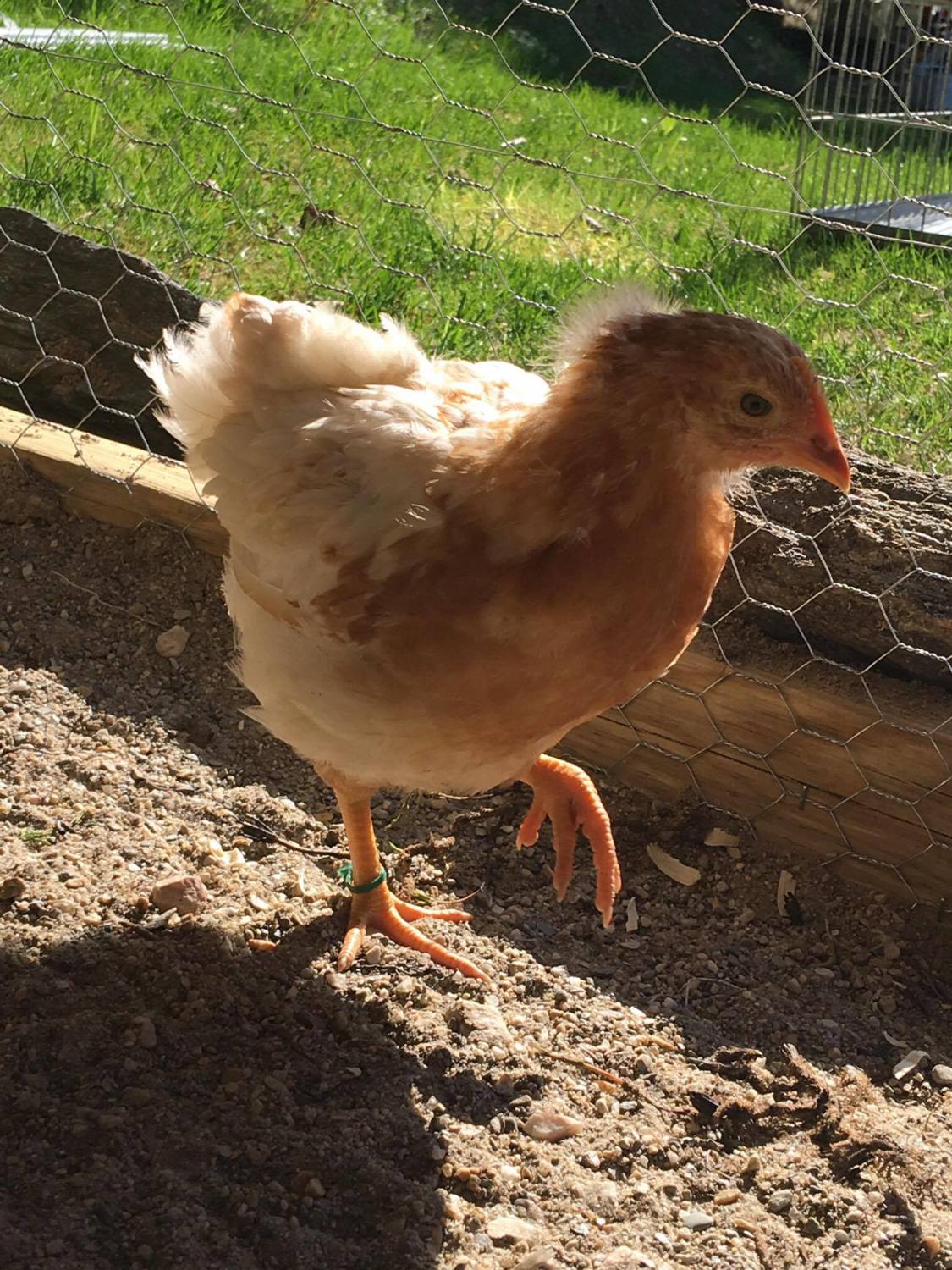 5 1 2 Week Old Red Sex Links Isa Browns Backyard Chickens
