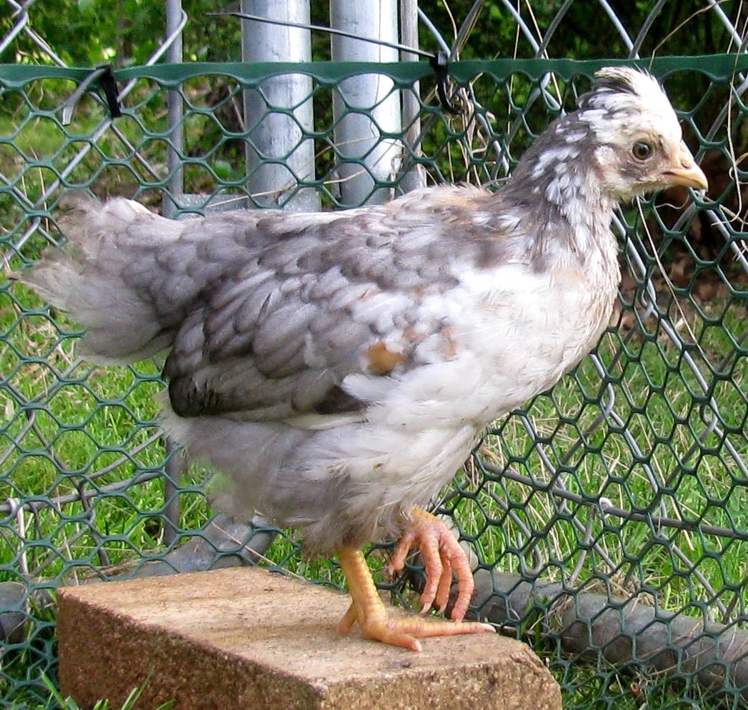 LL