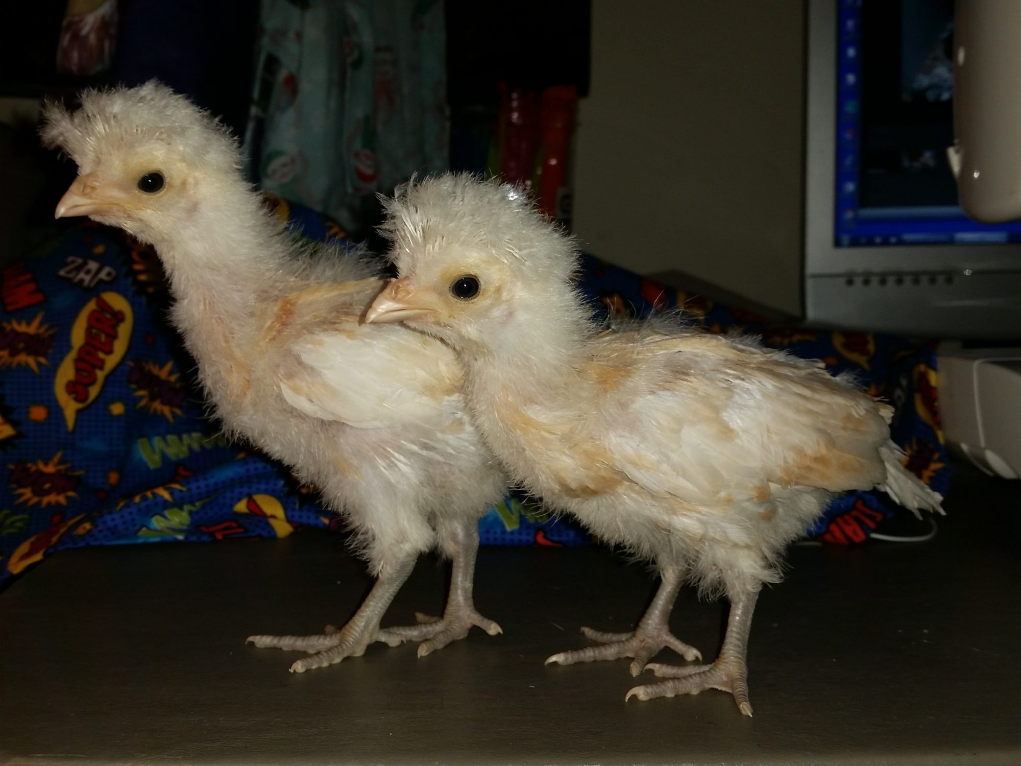 Buff Laced Polish Chicks Girls or Boys? BackYard Chickens Learn How to Raise Chickens
