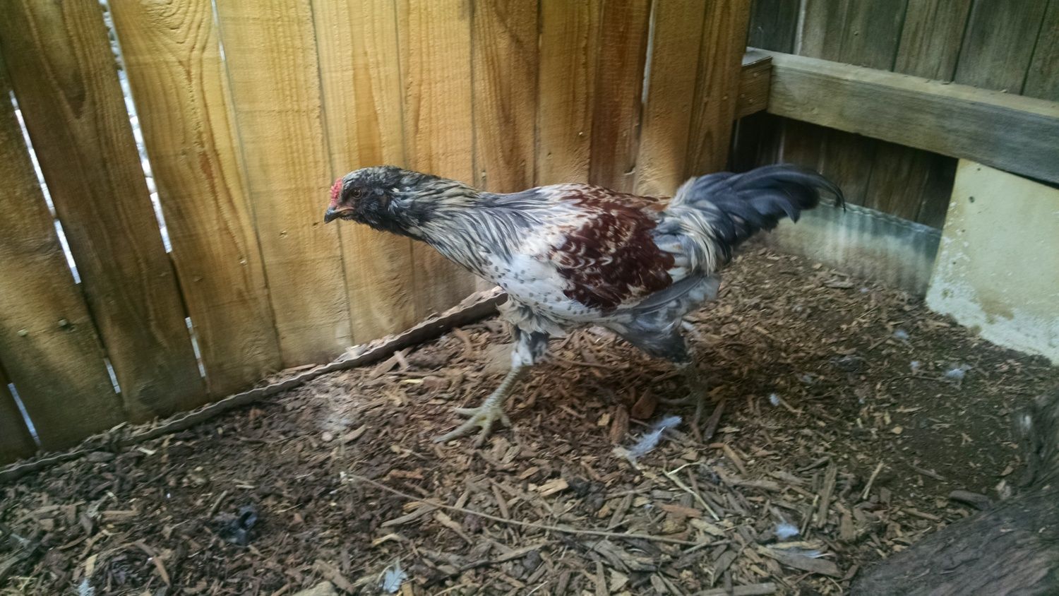 12 Week Blue Splash Wheaten Ameraucana Rooster BackYard Chickens