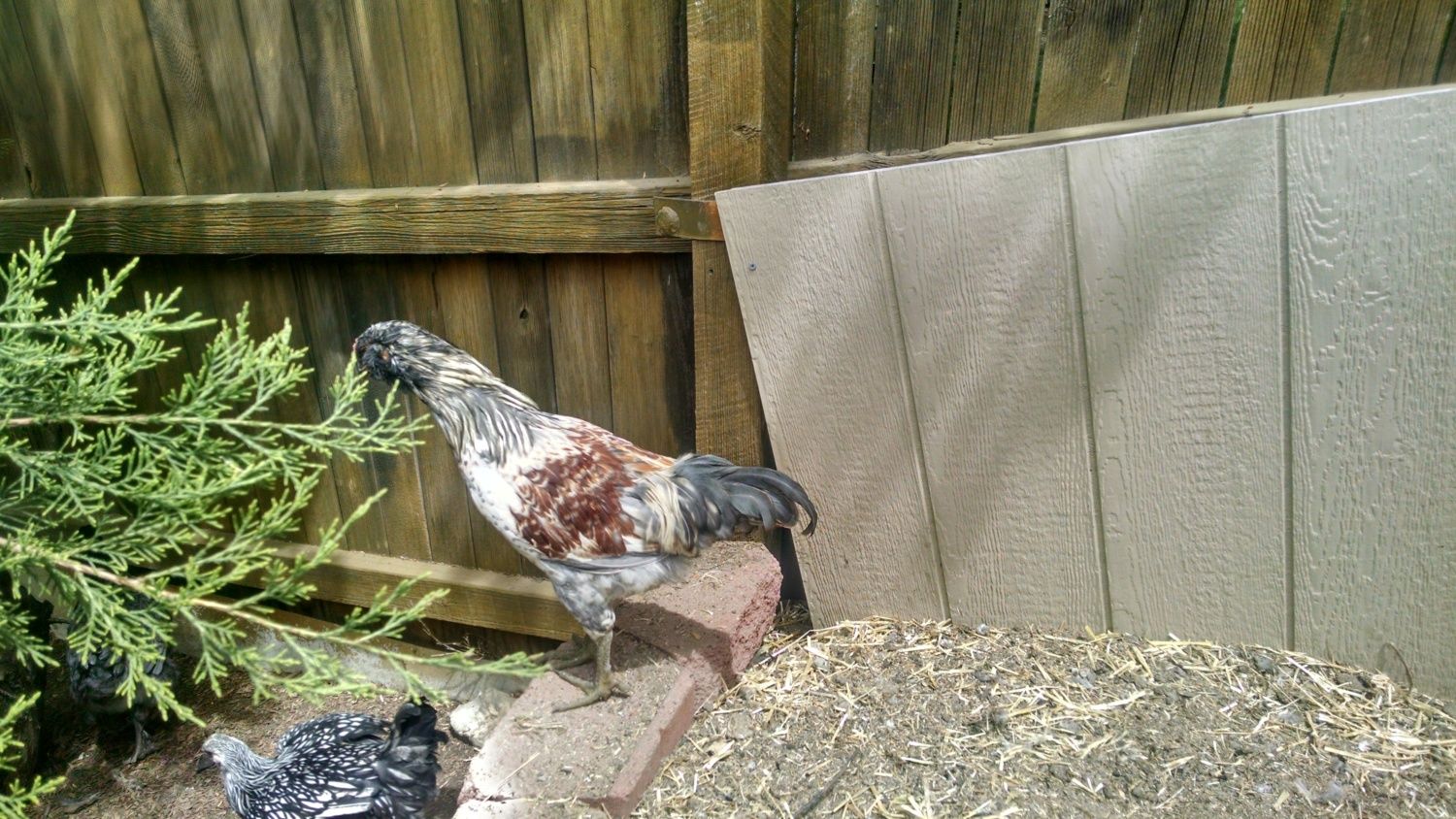 12 Week Blue Splash Wheaten Ameraucana Rooster BackYard Chickens
