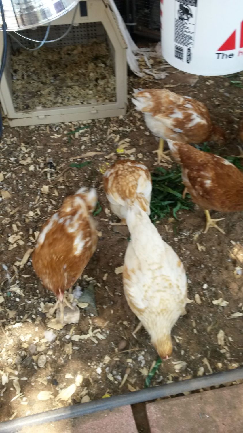 do-you-always-get-a-rooster-backyard-chickens-learn-how-to-raise