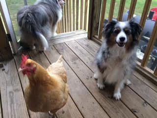are australian shepherds good with chickens