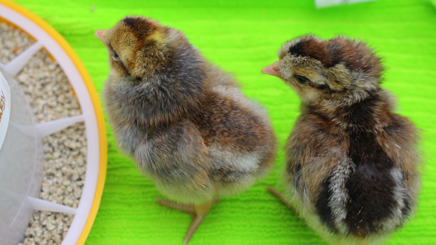 Cream Legbar Chicks Female Outlet idsdeutschland.de