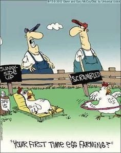 You Crack Me Up! Funny Chicken Jokes and Stories | BackYard Chickens -  Learn How to Raise Chickens