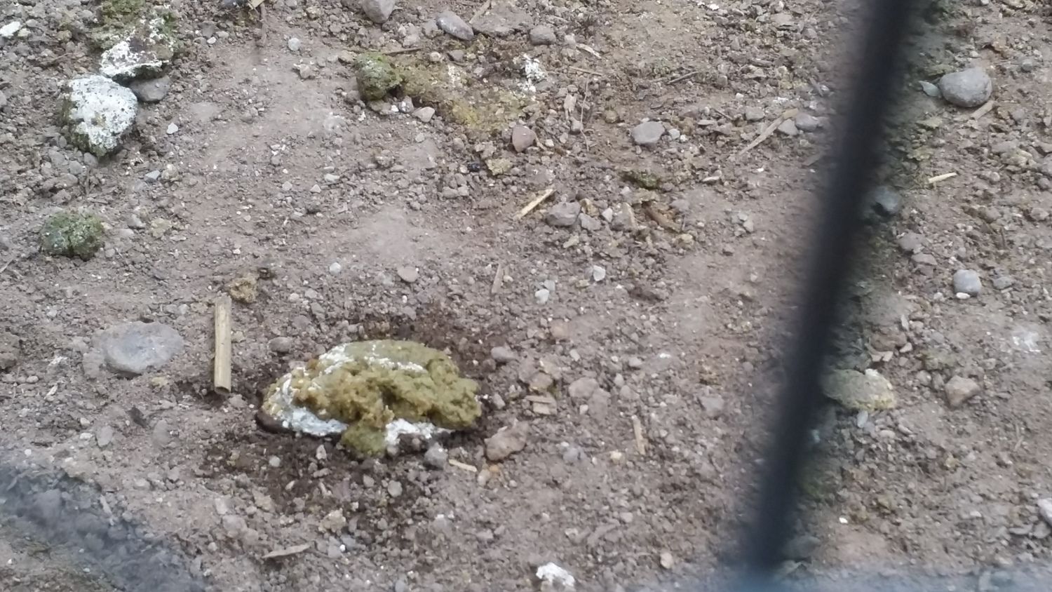 Solid kind of dry pea green poop.....ideas? BackYard Chickens Learn