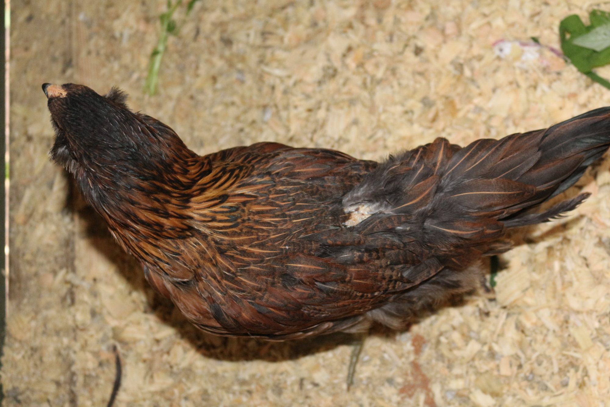 9 week old pullet with new skin wound or disease or is this normal