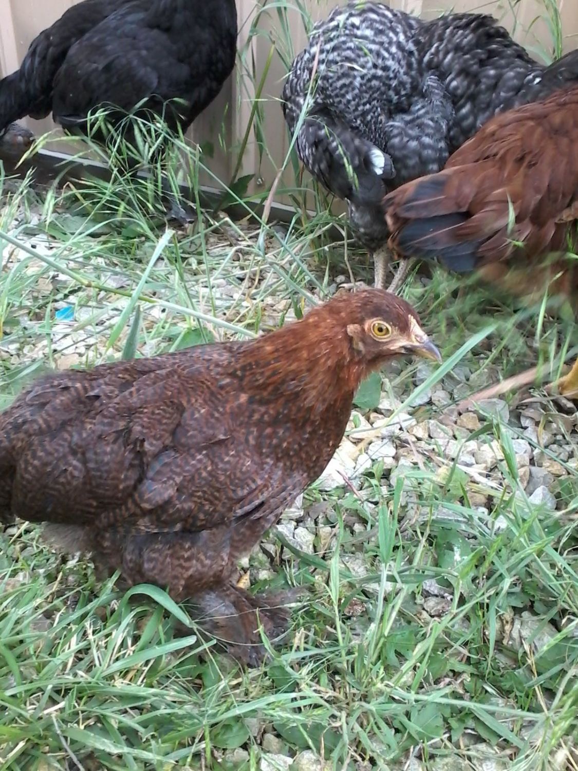 little three month old bantam cochin....pullet? BackYard Chickens Learn How to Raise Chickens