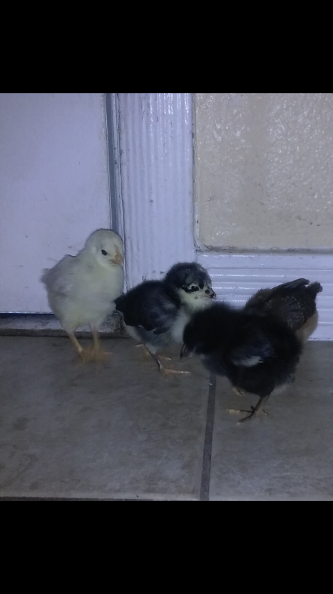 Black Sex Link Male Or Female Backyard Chickens Learn How To Raise