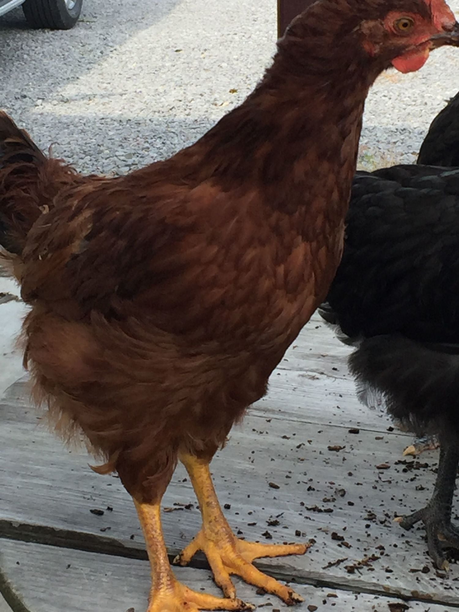 Rooster or pullet BackYard Chickens Learn How to Raise Chickens