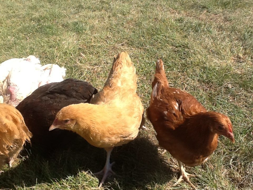 Rural King chicks and home hatched mixes. Can you identify the breed