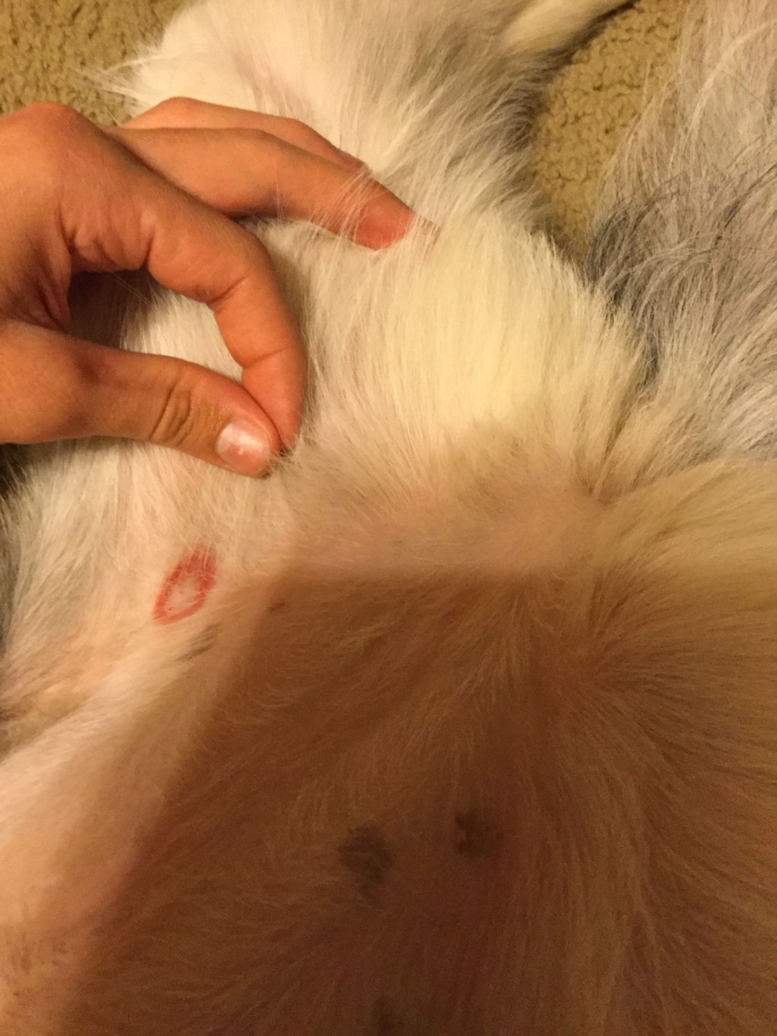 Bites on puppy belly 2025