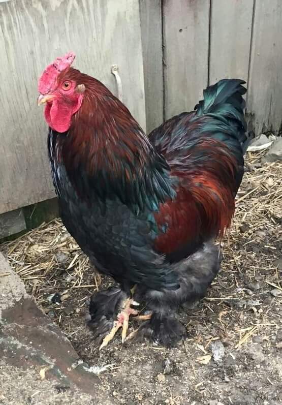 Is this a chanteclear rooster? | BackYard Chickens - Learn How to Raise ...