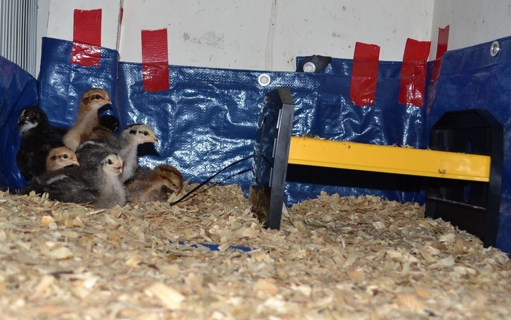 Kick the Heat Lamp Better, Safer, and Healthier Options to Heat Your Brooder! BackYard Chickens