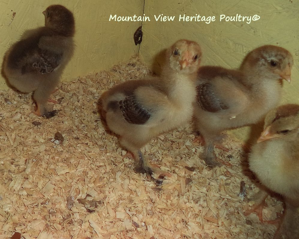 Blue Gold Partridge Brahma Large Fowl Chicks in Okehampton EX20 on Freeads  Classifieds - Other classifieds