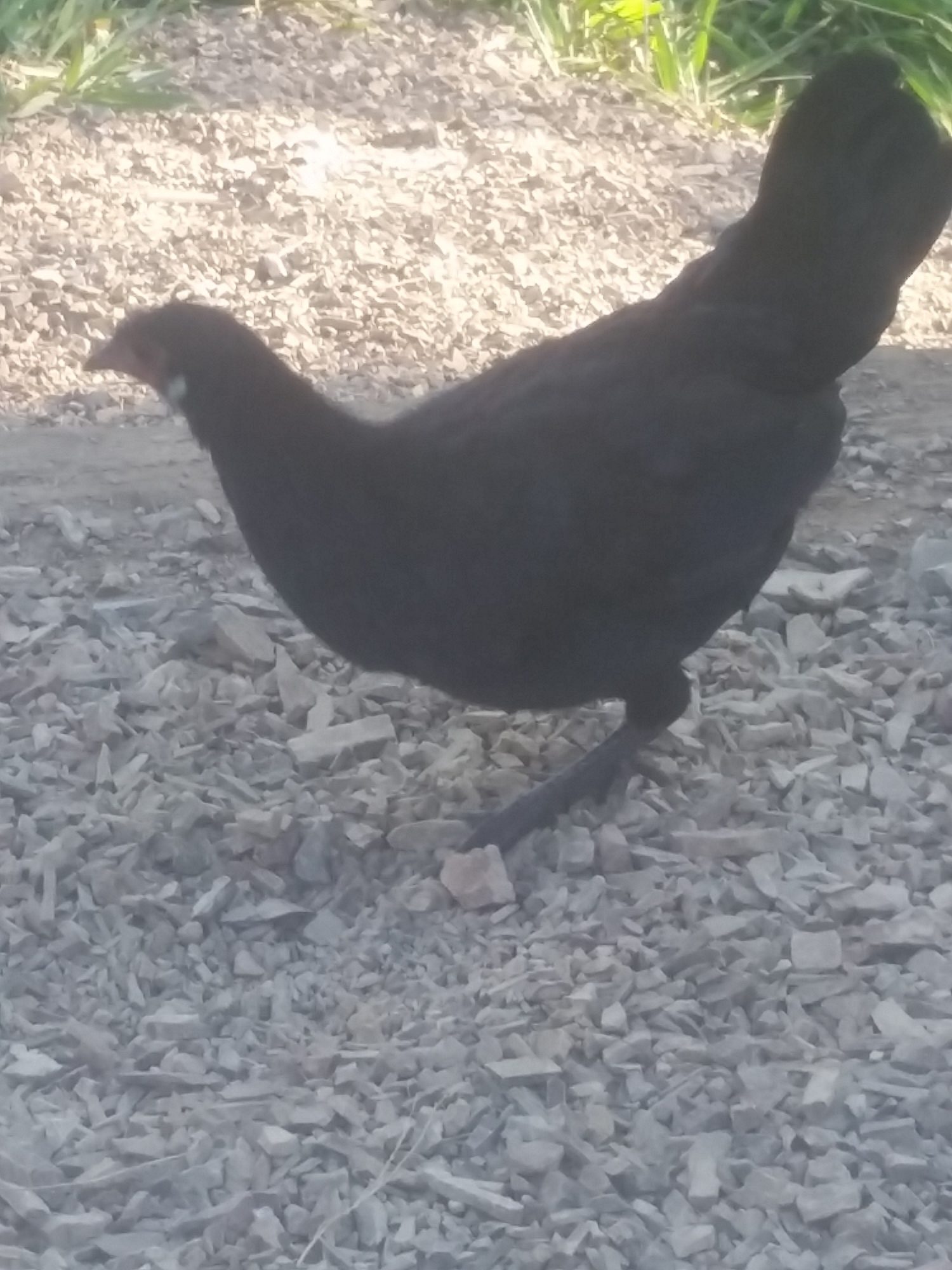 Black bantam what breed Very pic heavy BackYard 